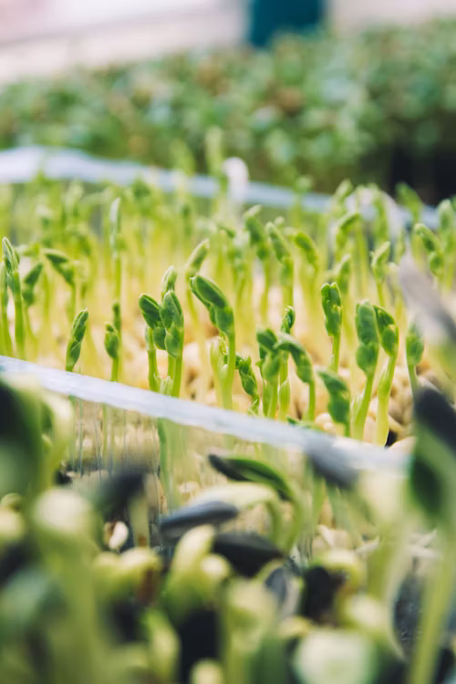 Sunflower microgreens